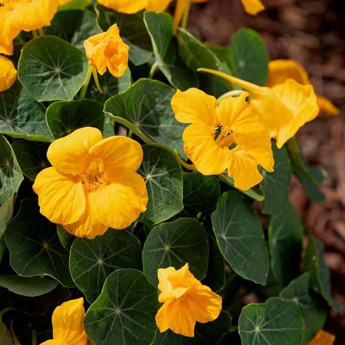 Tropaeolum minus Baby Gold