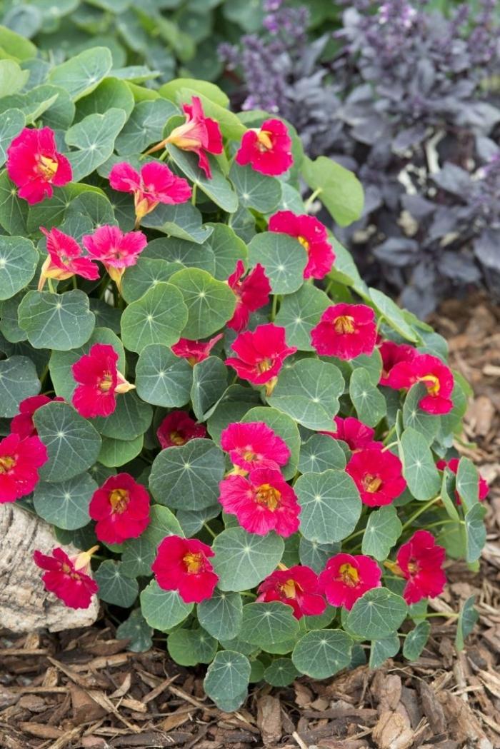 Tropaeolum minus Baby Rose