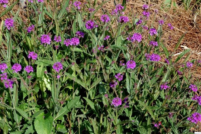 Verbena rigida Santos