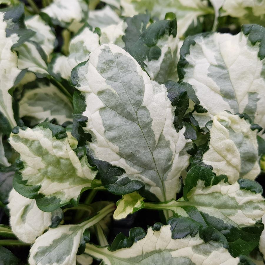 Ajuga reptans Princess Leia