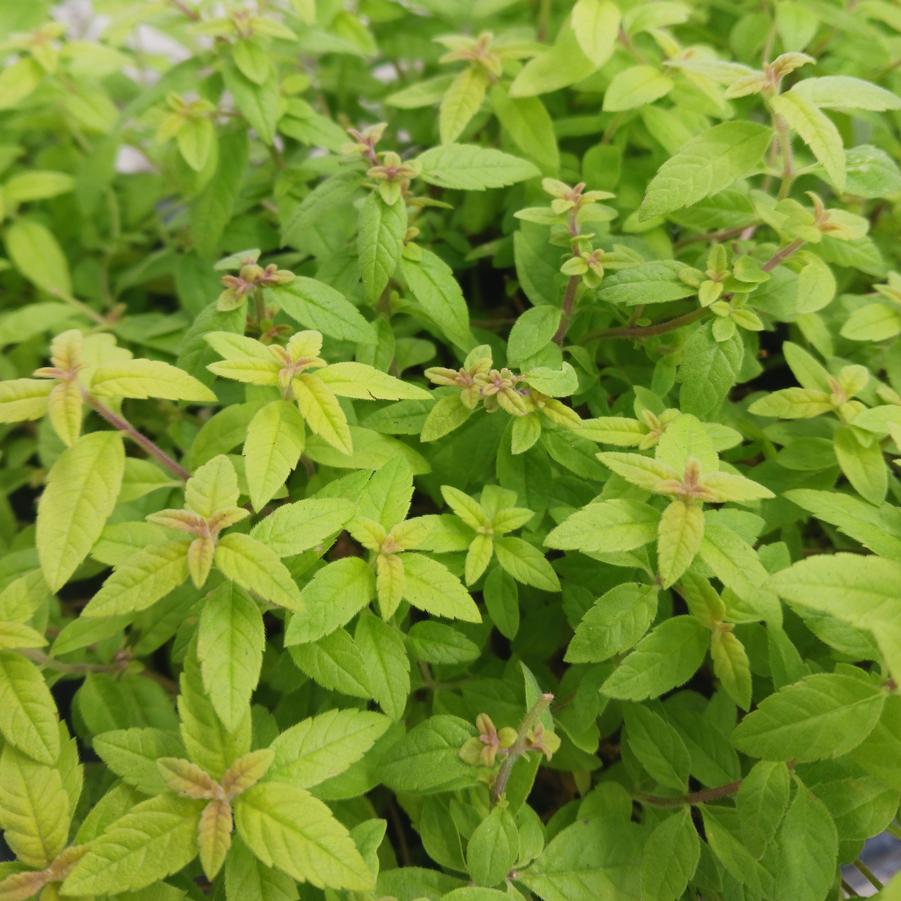 Aloysia citrodora Golden Wind ORG