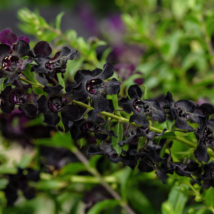 Angelonia AngelFlare Black