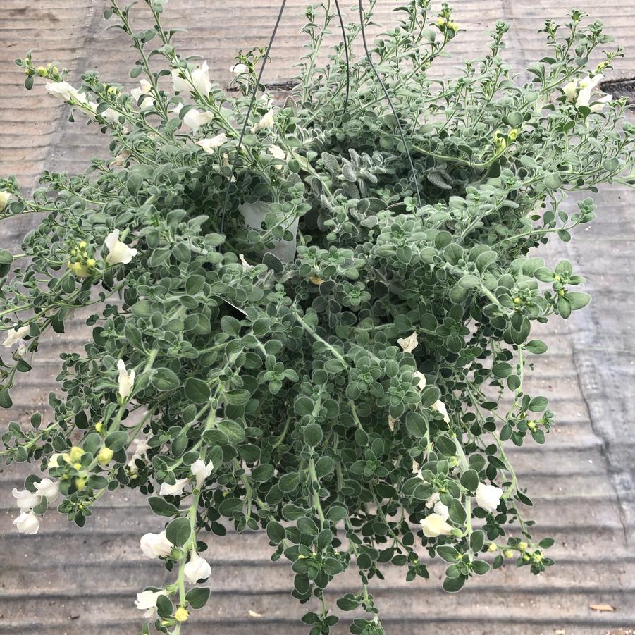Antirrhinum glutinosum Gummy Snaps