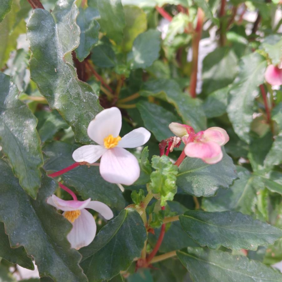 Begonia cubensis 