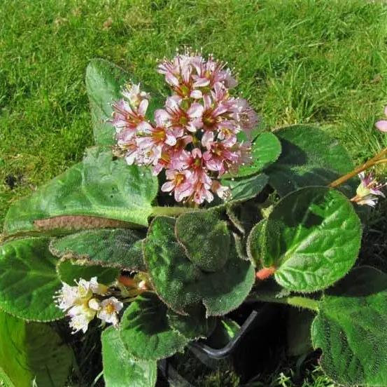 Bergenia ciliata ciliata Dumbo