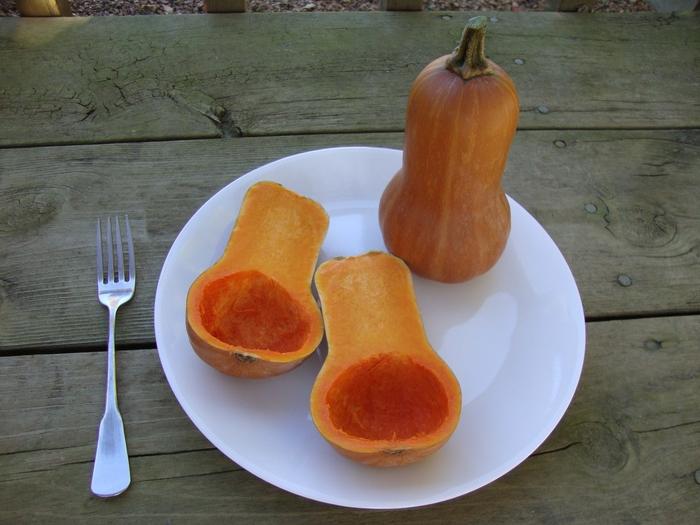 Cucurbita moschata Honeynut