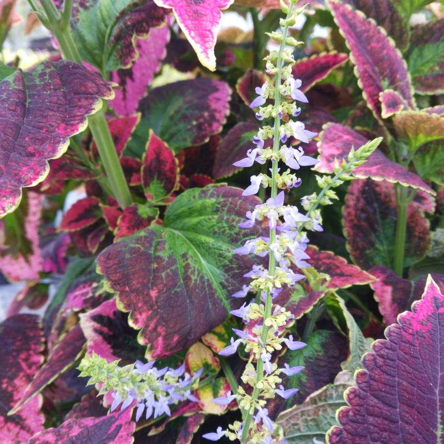 Coleus scutellarioides Japanese Giant