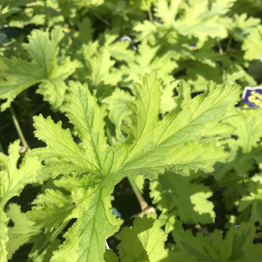 Pelargonium Charity (Scented)