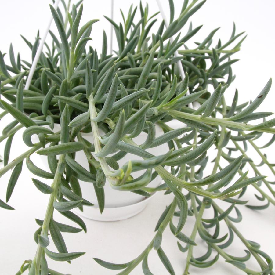 Senecio radicans 