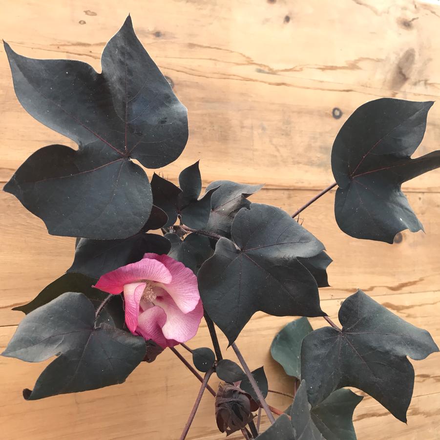 Gossypium herbaceum Nigra