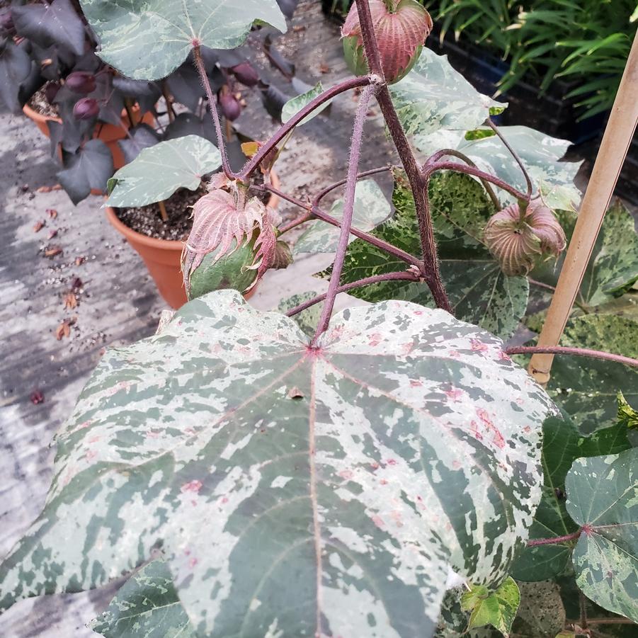 Gossypium hirsutum Pink Variegated