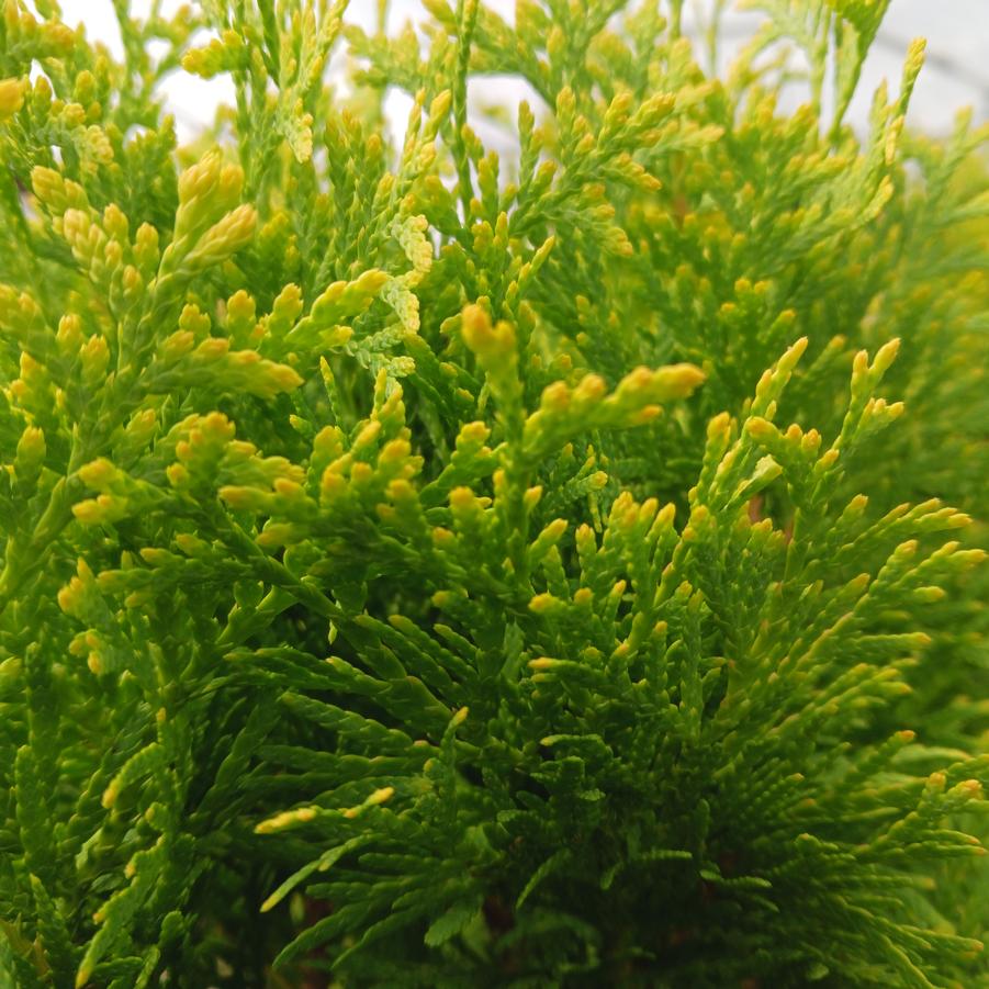 Thuja occidentalis Jantar