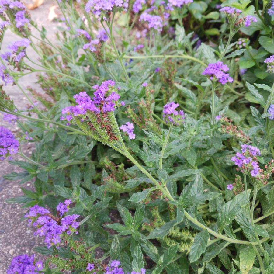 Heliotropium amplexicaule Iron Gate