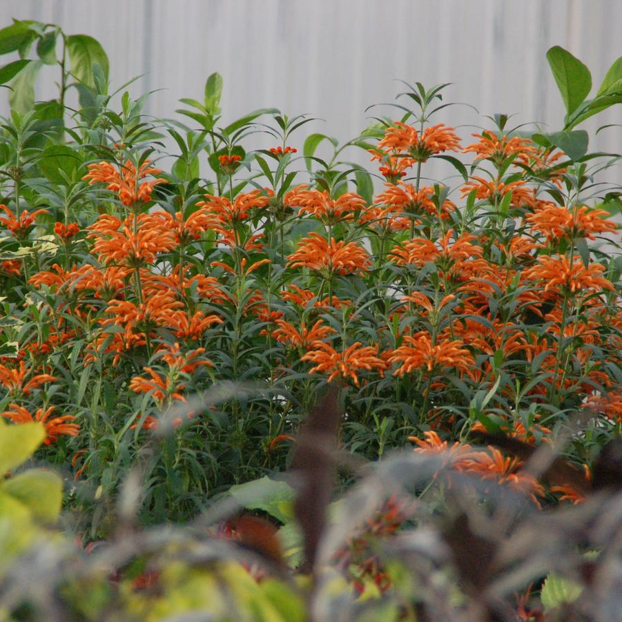 Leonotis leonorus Baby Peace
