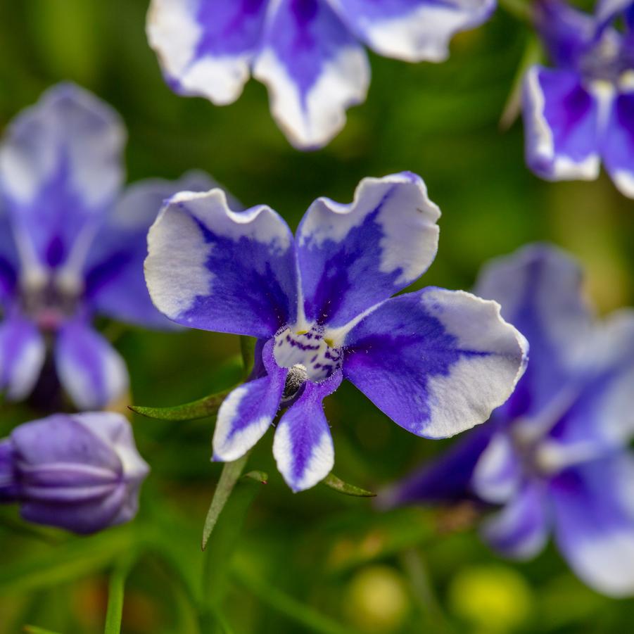 Lobelia hybrid Stratus Bluebird