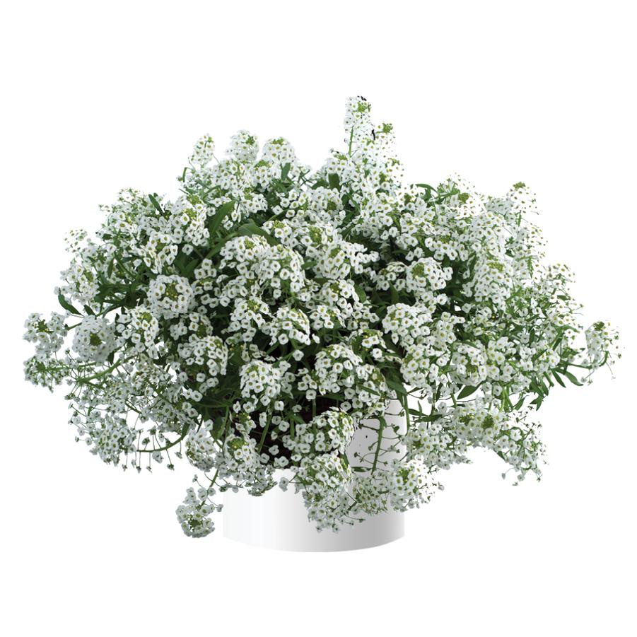 Lobularia maritima Stream White