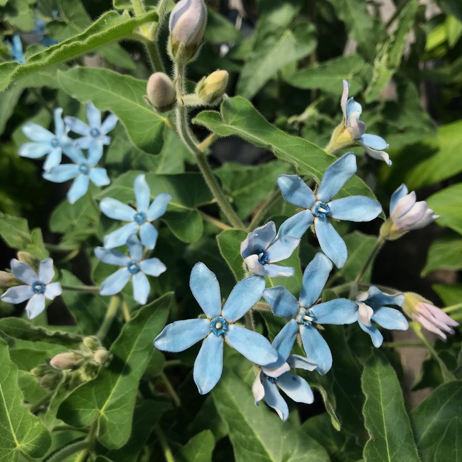 Oxypetalum coeruleum Tweetie Pie