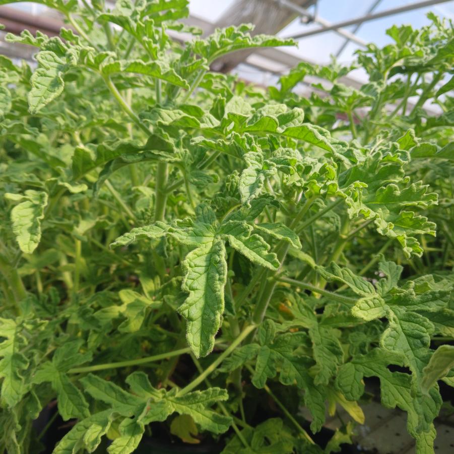 Pelargonium graveolens Old Fashioned Rose
