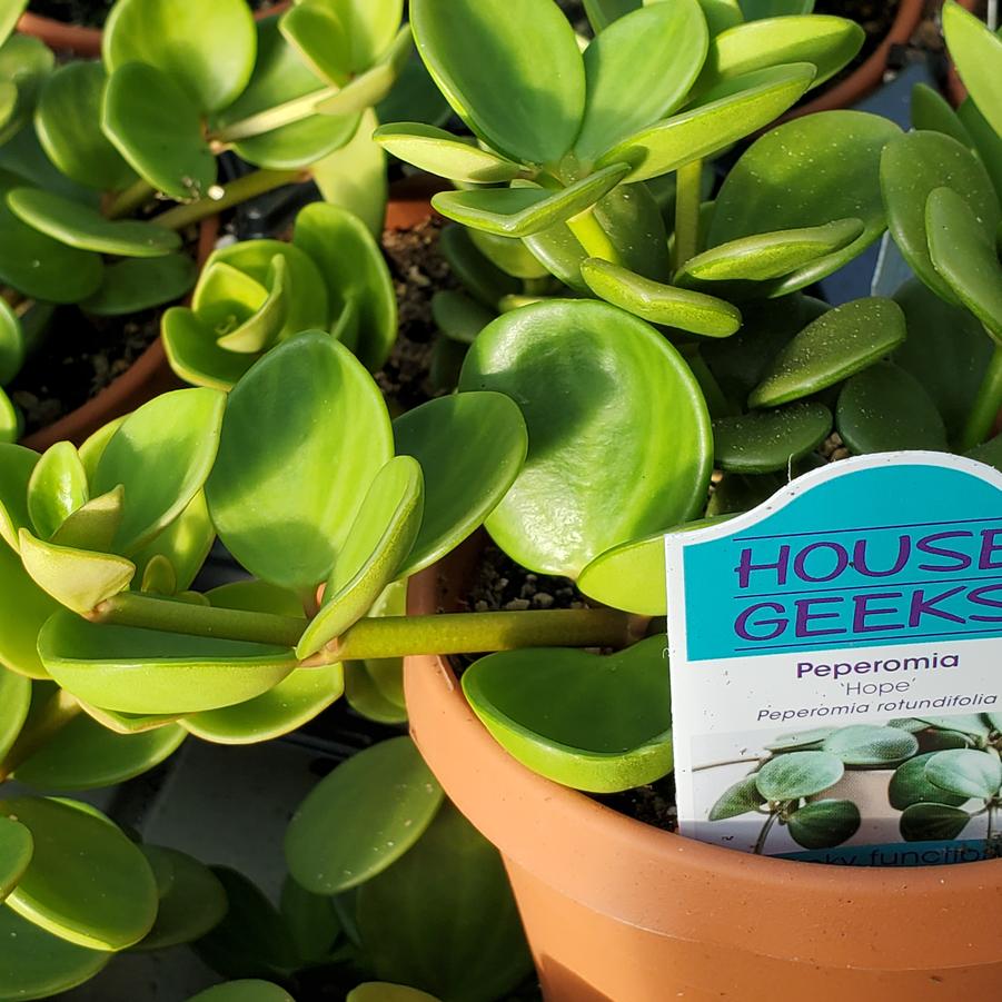 Peperomia rotundifolia Hope