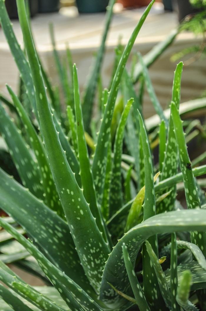 Aloe barbadensis 