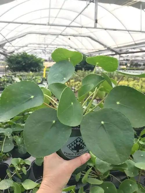 Pilea peperomioides Bitcoin