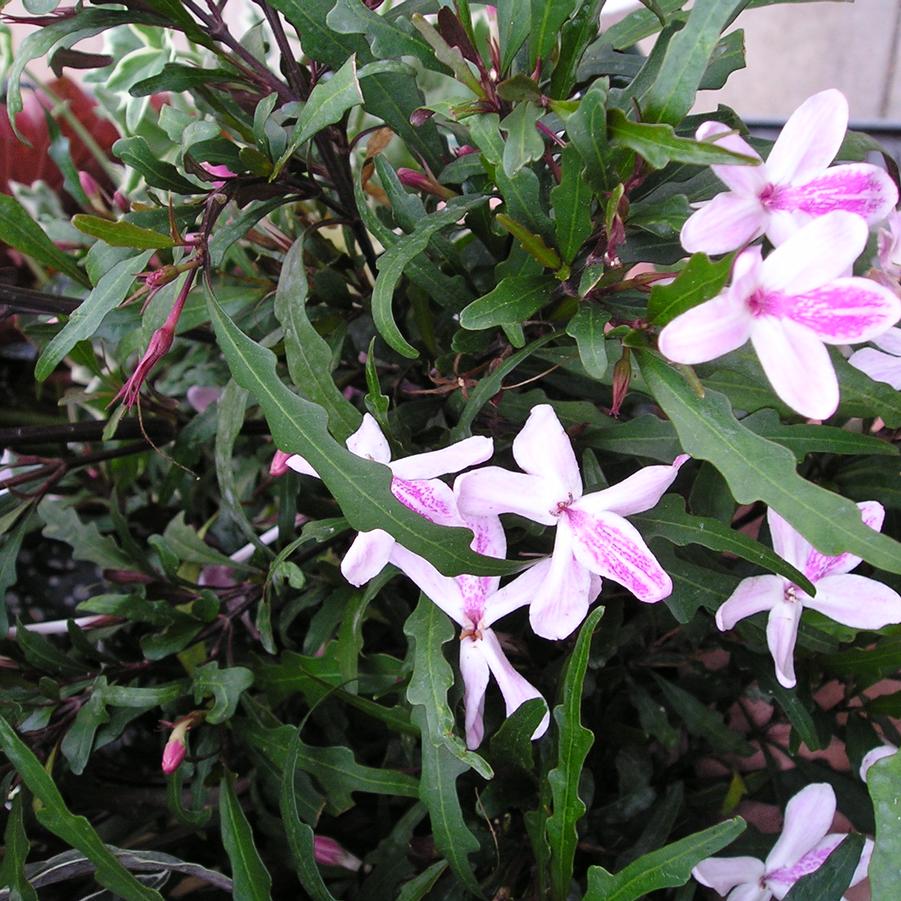 Pseuderanthemum Pseuchotic Reaction