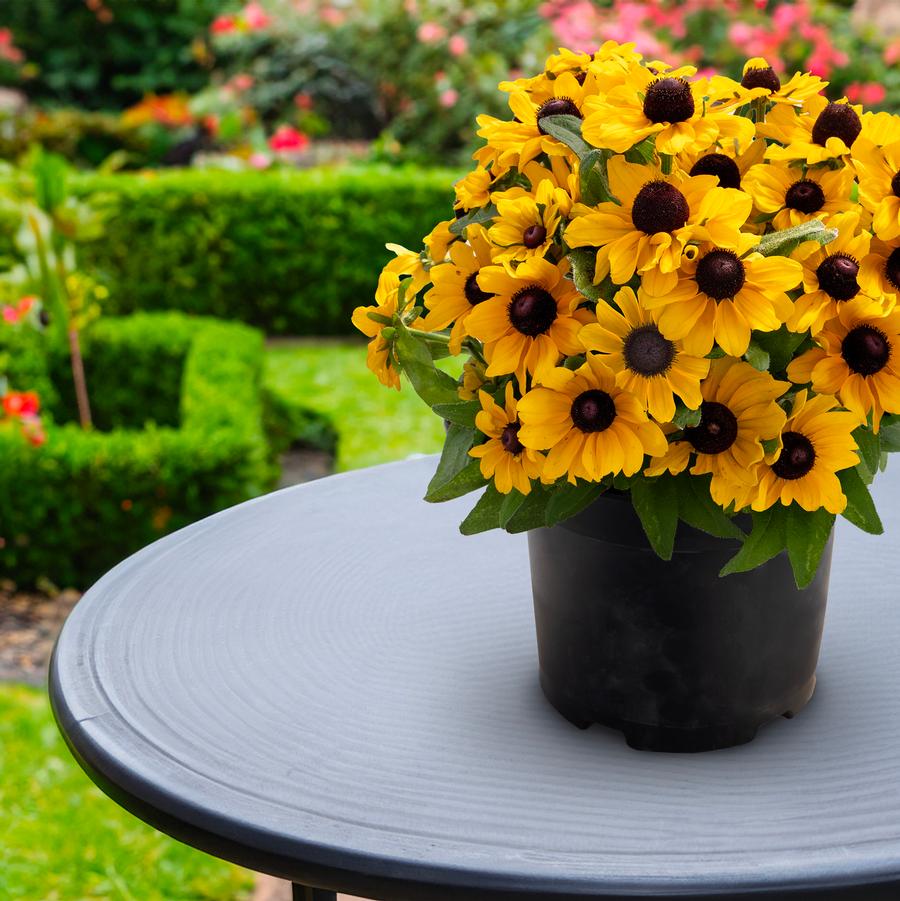 Rudbeckia hirta Tablemate Gold