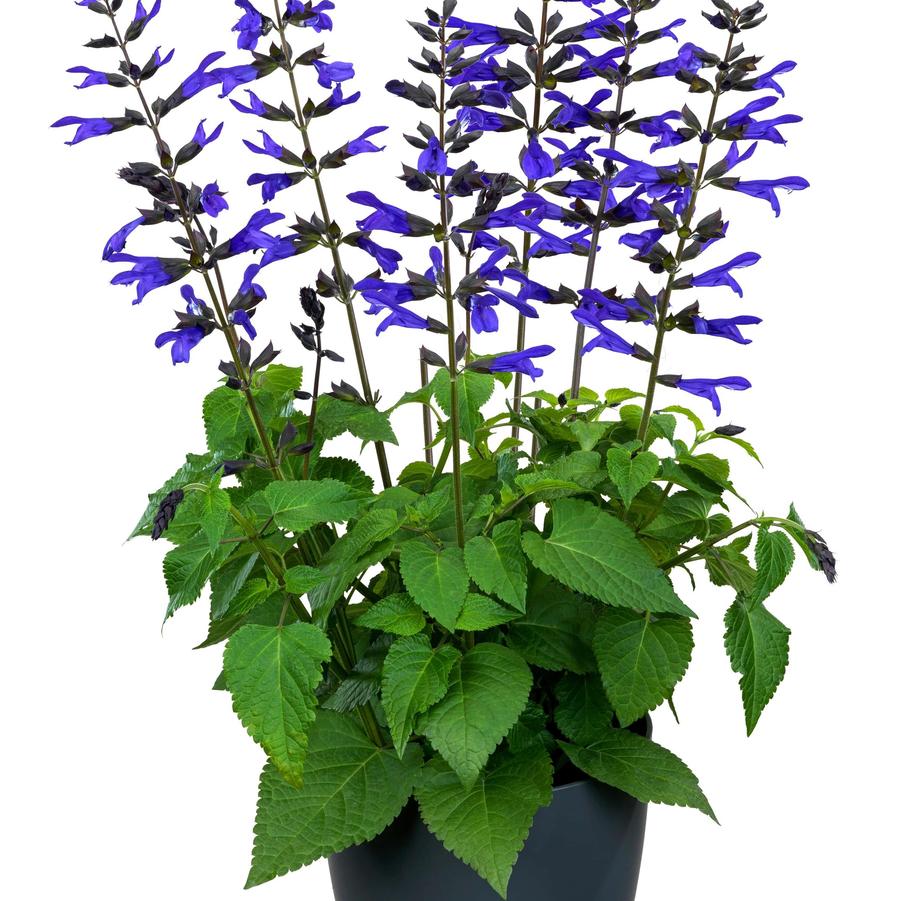 Salvia guaranitica Salgoon Lake Blueberry