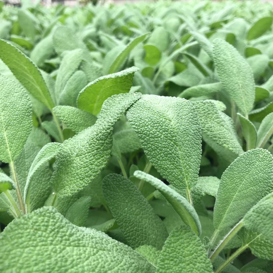 Salvia officinalis Grower's Friend