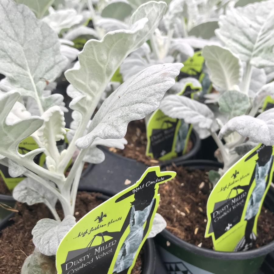 Senecio cineraria Silver Gleam