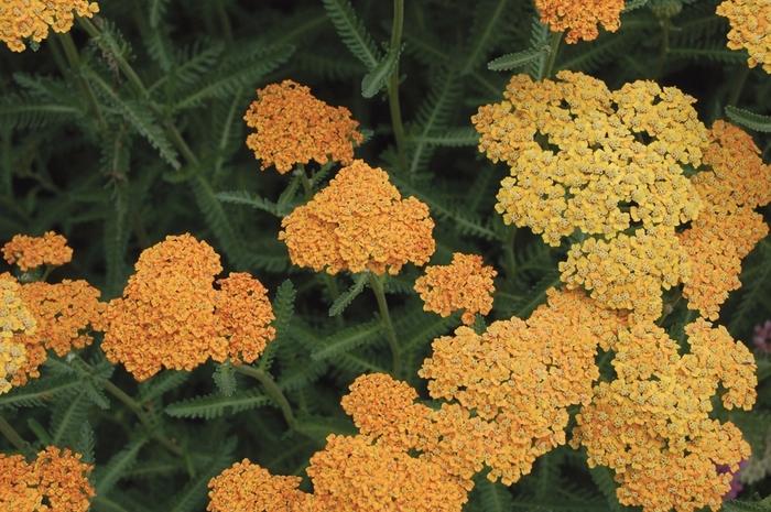 Achillea millefolium Terra Cotta