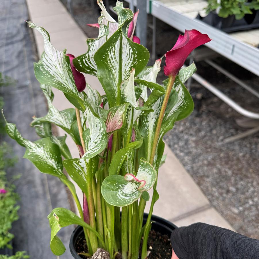 Zantedeschia aethiopica Frozen Queen