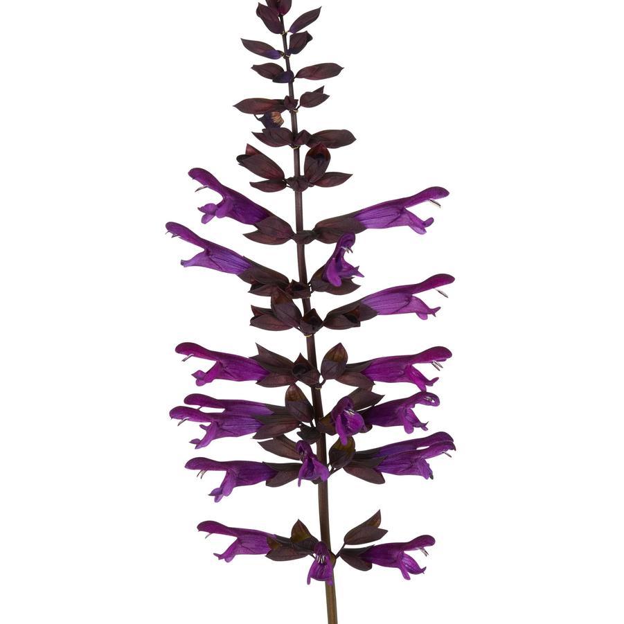 Salvia guaranitica Salgoon Lake Onega