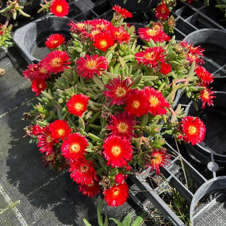 Delosperma cooperi Next Level Red