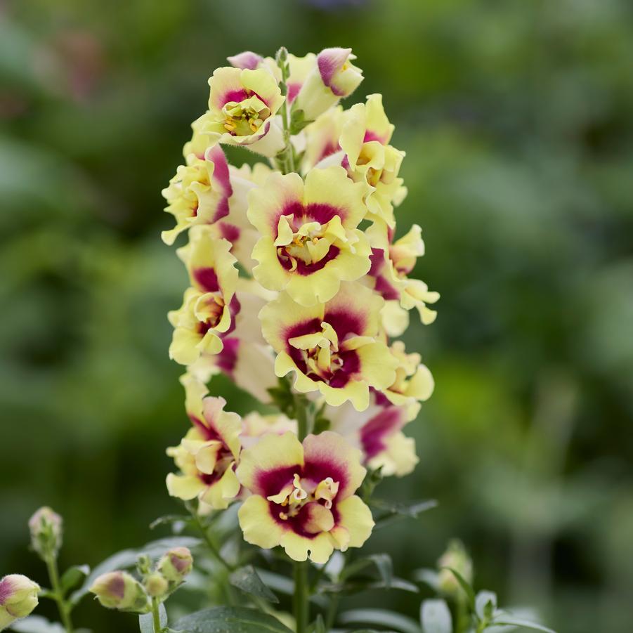 Antirrhinum majus DoubleShot Yellow Red Heart