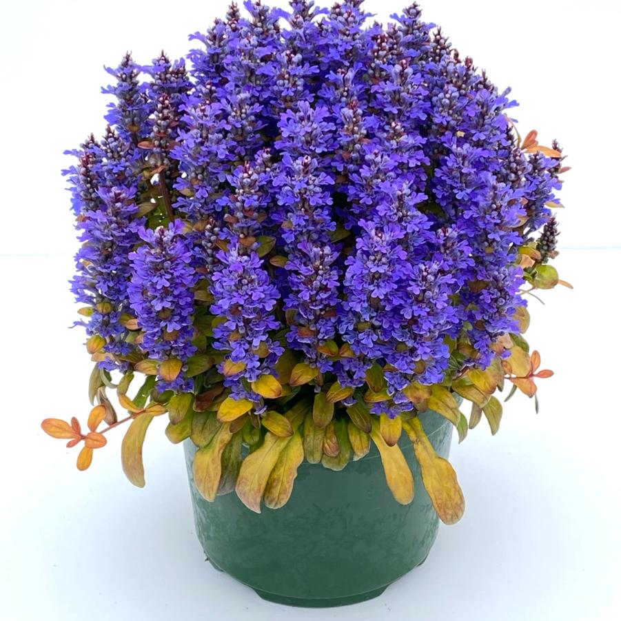 Ajuga Feathered Friends&trade; Fancy Finch