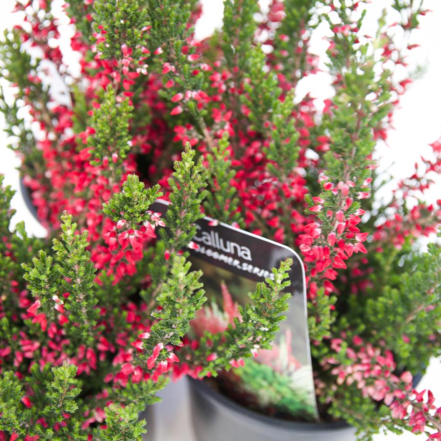 Calluna vulgaris Beauty Ladies® Red