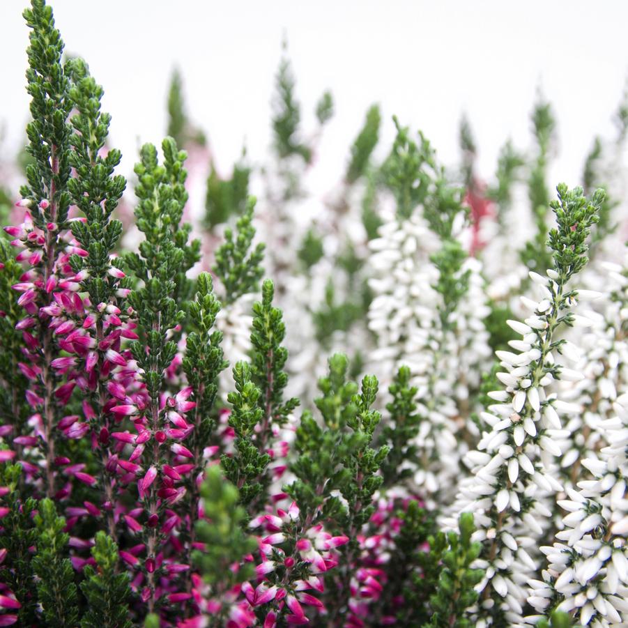 Calluna vulgaris Beauty Ladies® White