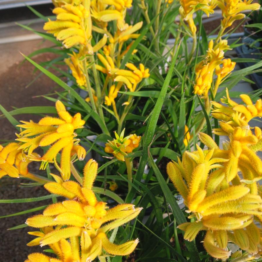 Anigozanthos Bush Gems&reg; Bush Glow