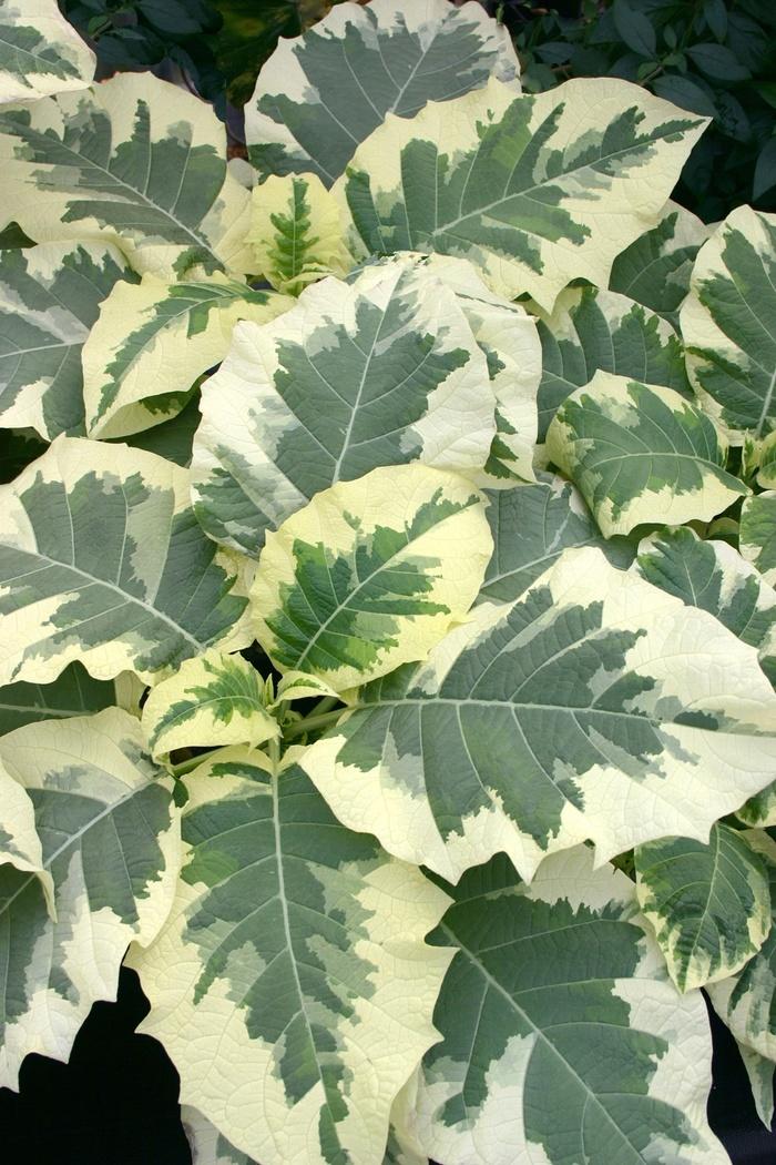 Brugmansia x cubensis Snowbank