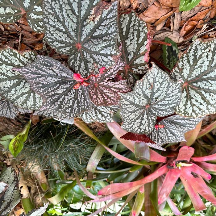 Begonia Lunar Lights&trade; Little Moon