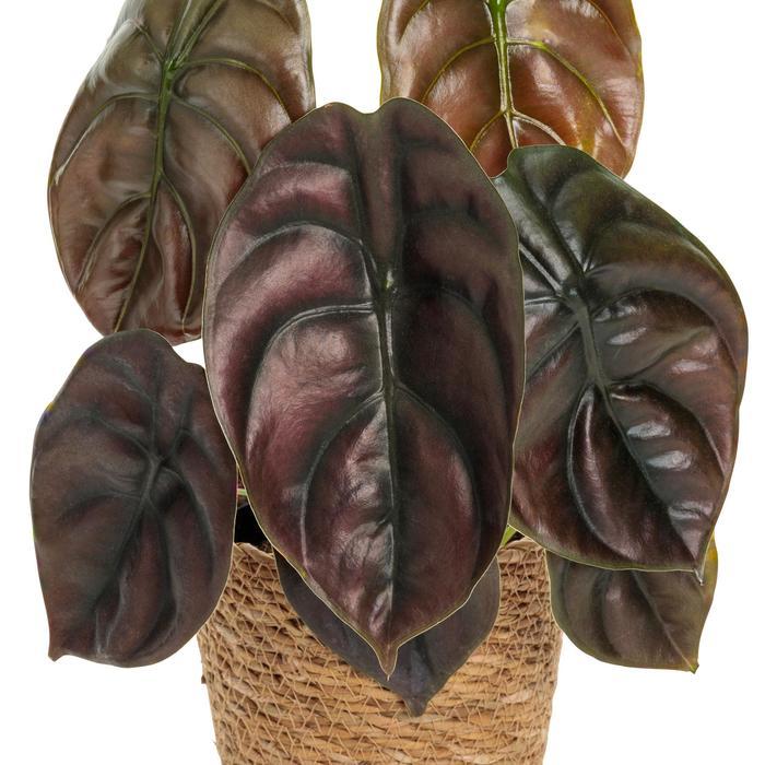 Alocasia cuprea Mythic&trade; Red Secret