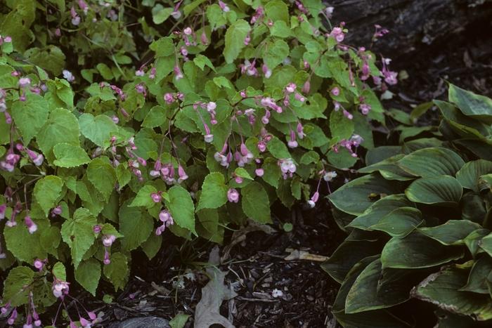 Begonia grandis 