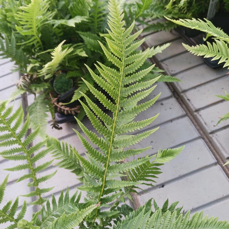 Thelypteris decursive-pinnata 