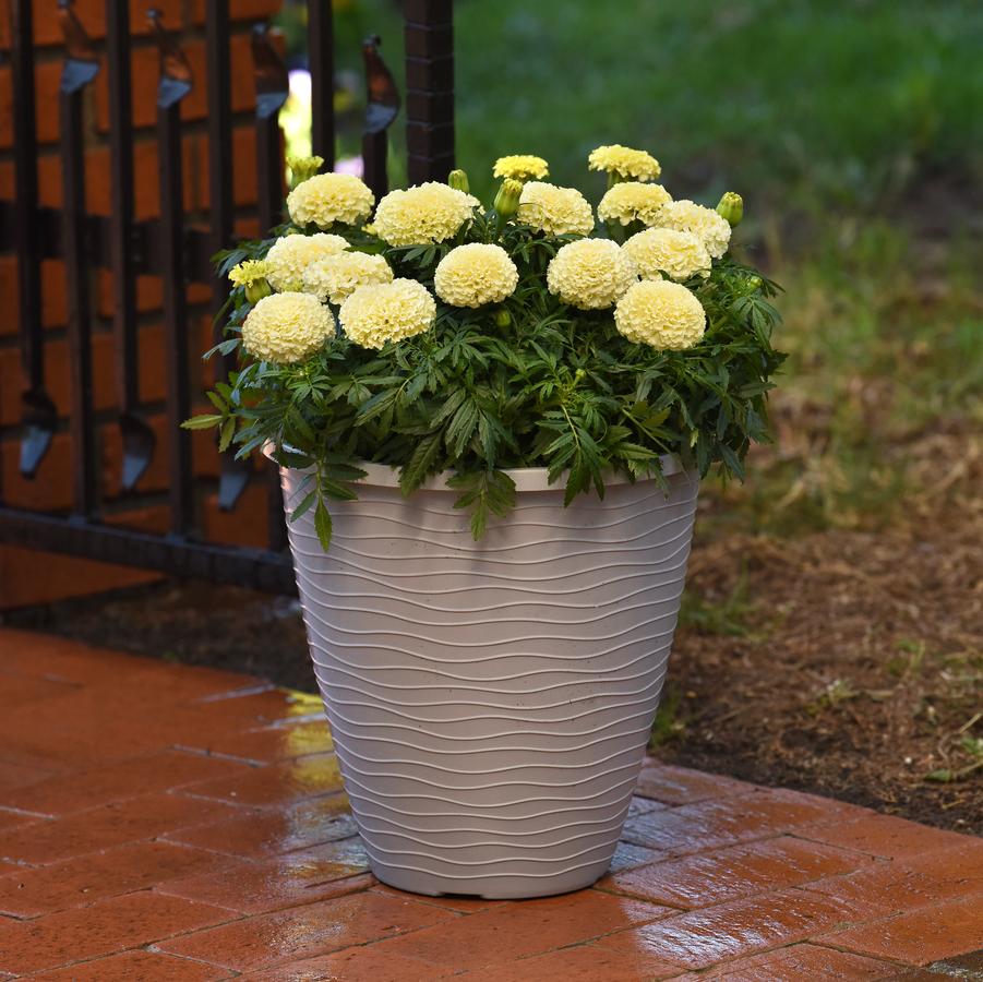Tagetes erecta Lanna Lace