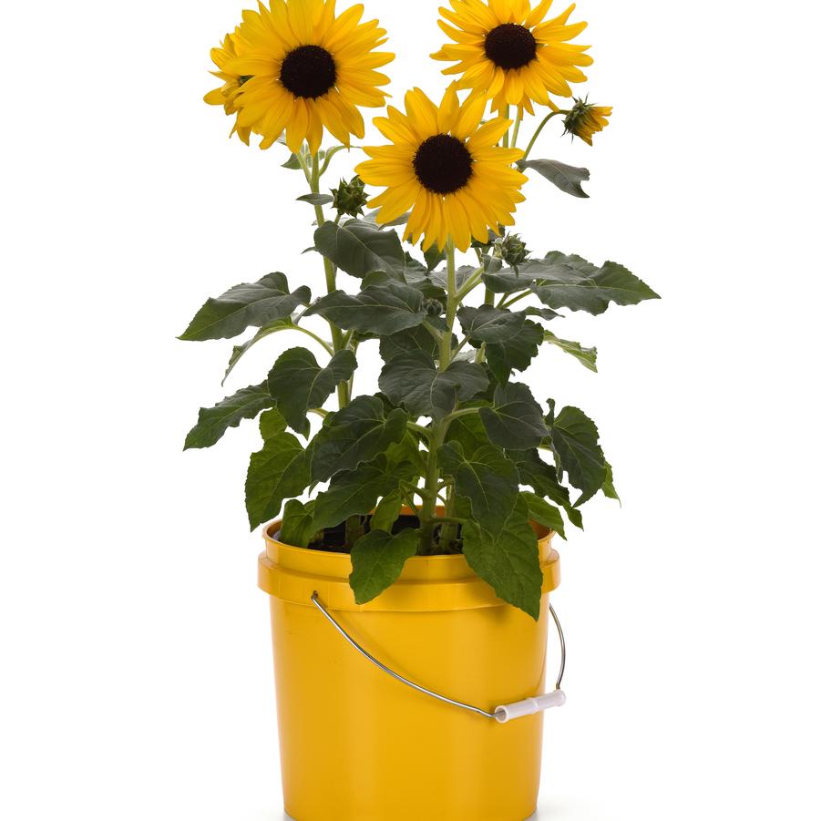 Helianthus Always Sunny Gold