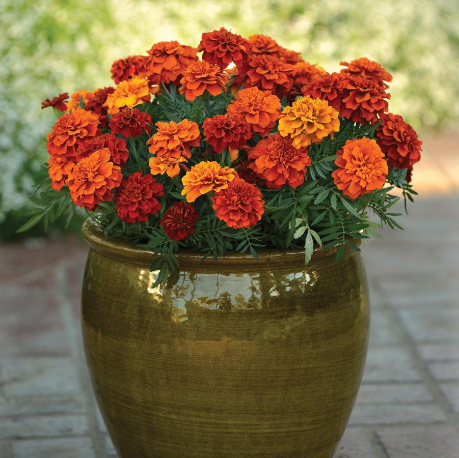Marigold Fireball 
