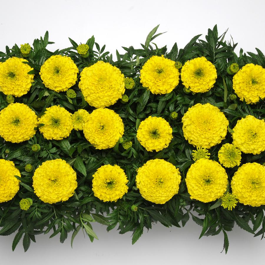 Marigold Taishan Yellow