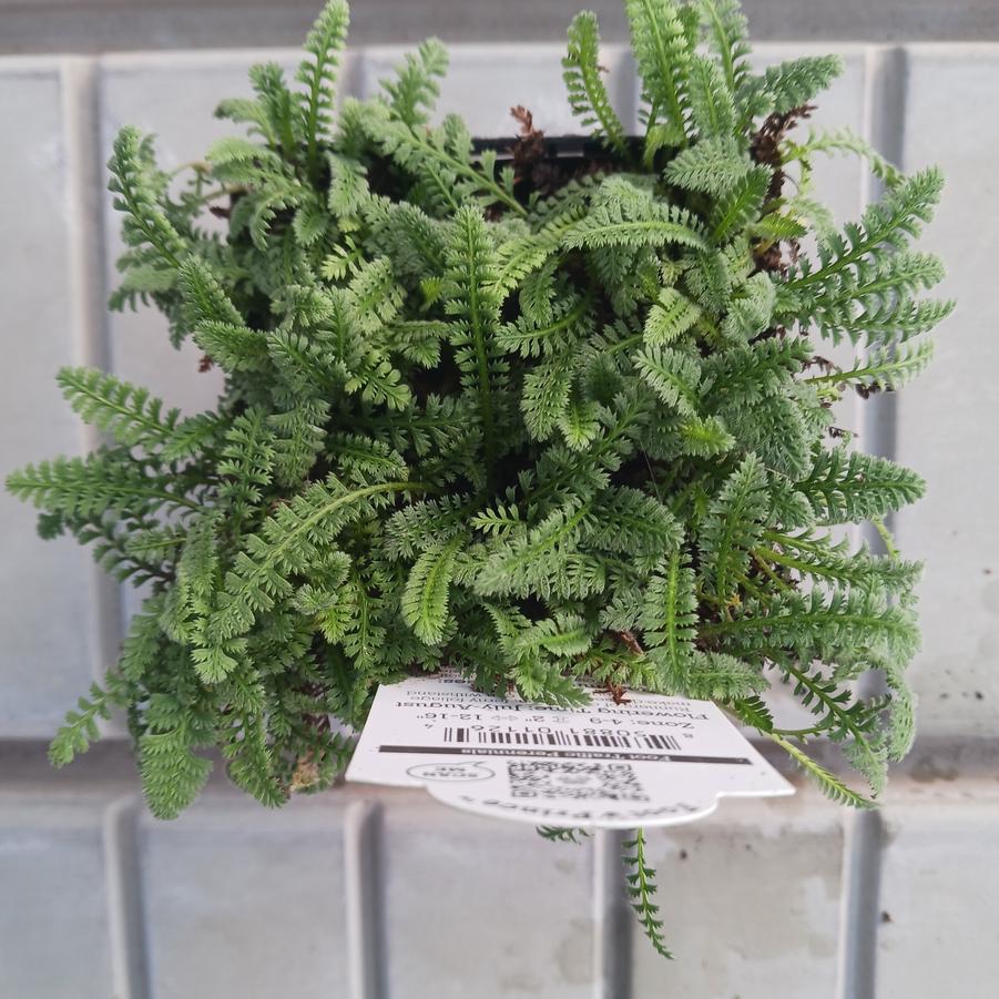 Leptinella squalida 