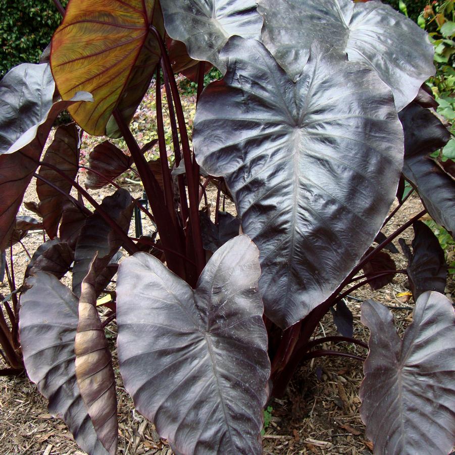 Colocasia esculenta Royal Hawaiian® Black Coral
